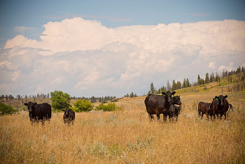 Cattle in tall grass on a ranch in eastern Montana
