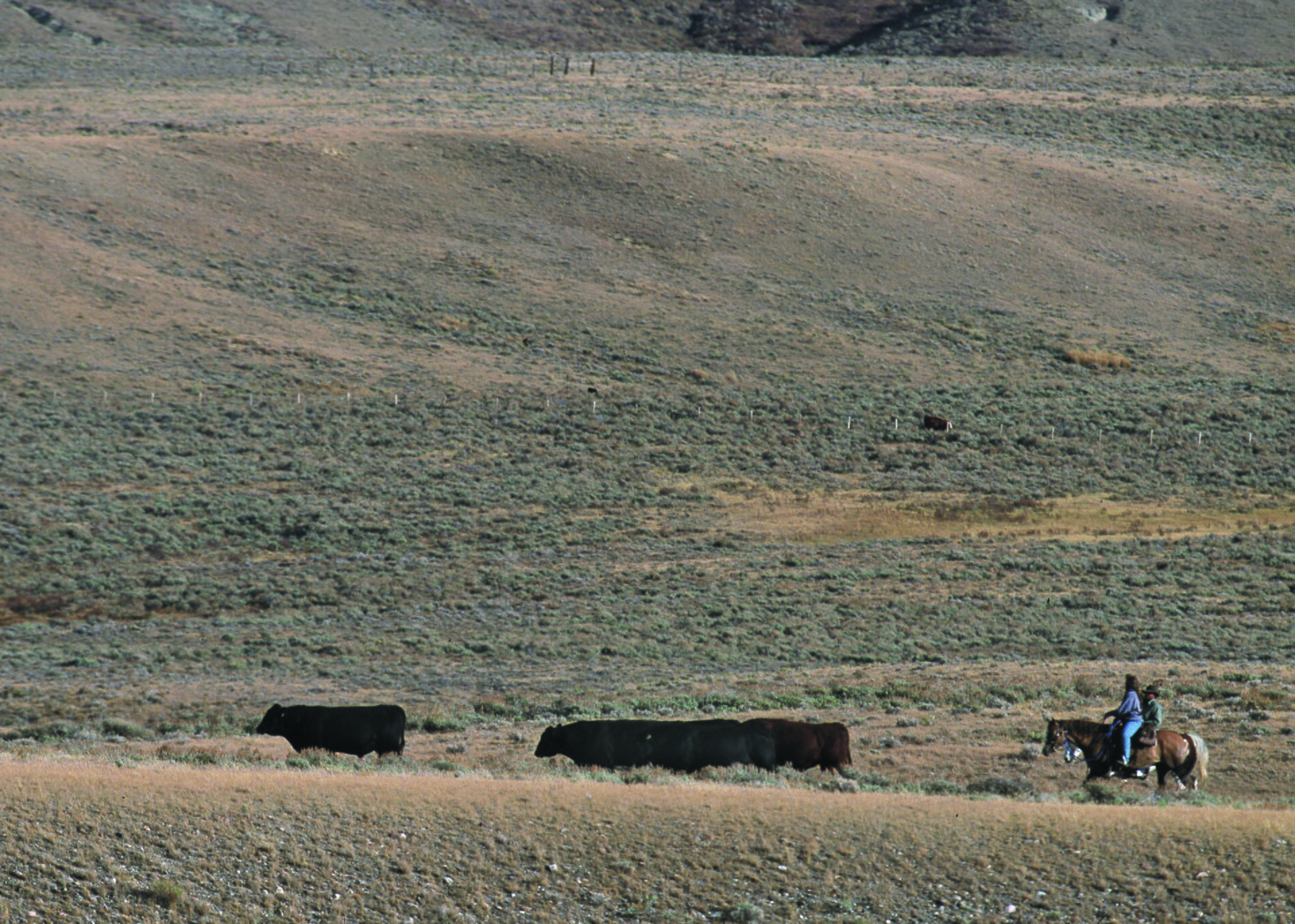 A rider moving cattle across Montana rangeland