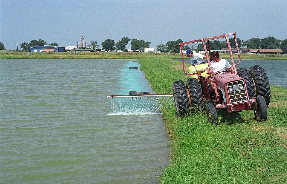 A tractor working along the bank of catfish ponds
