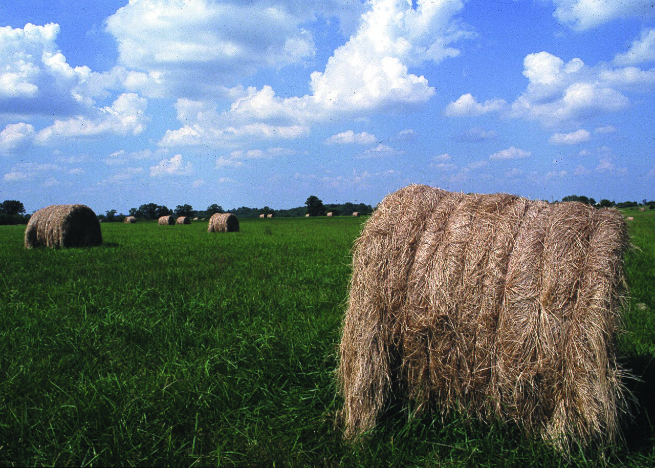 Round hay bales in a green field under a summer sky
