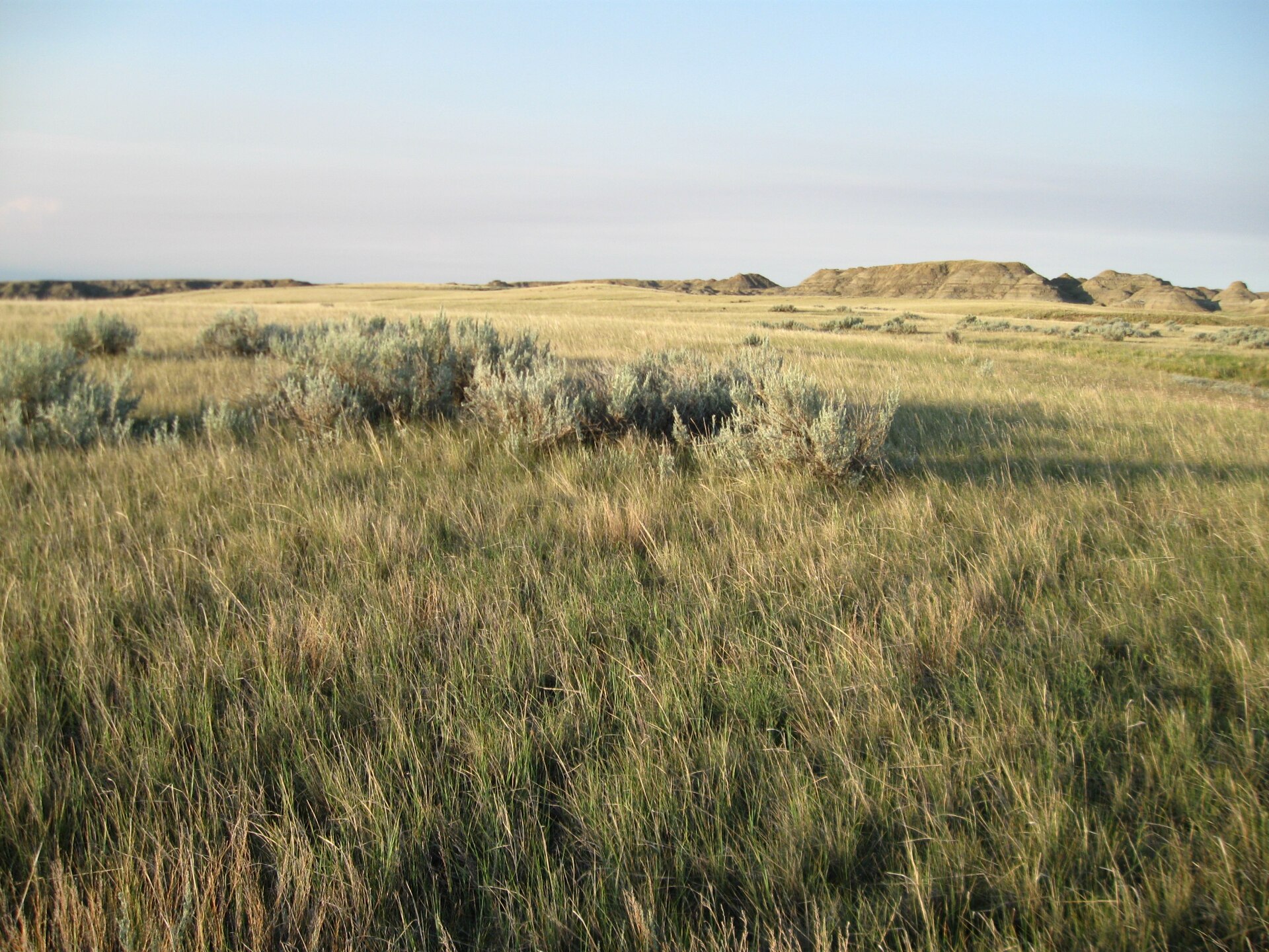 Native grass and sagebrush on rangeland in eastern Montana