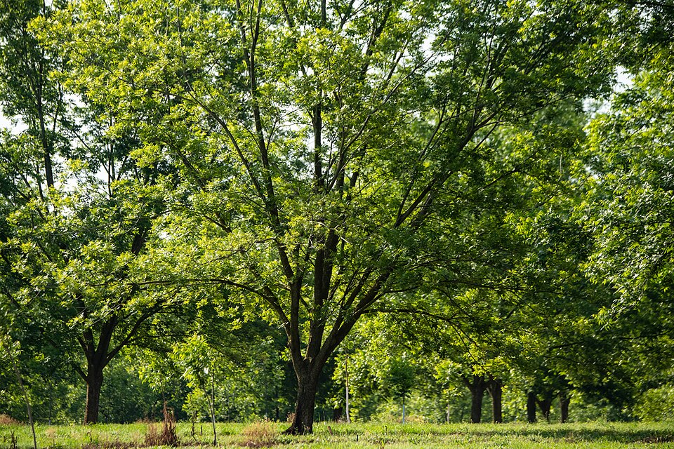 Rows of mature pecan trees in an orchard