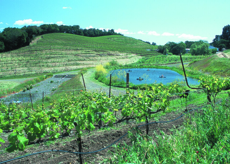 A hillside vineyard with an irrigation pond