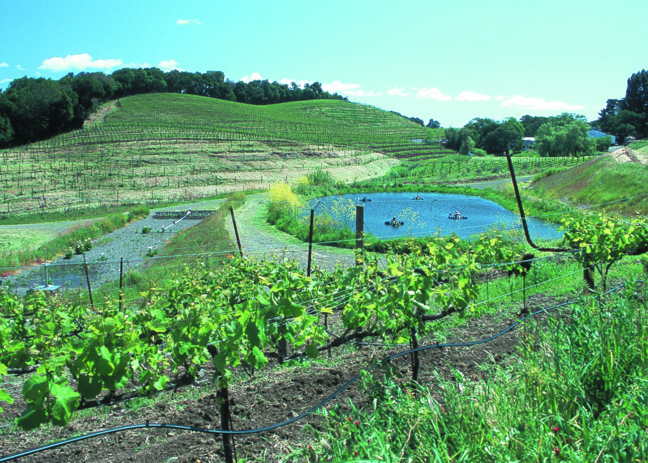 A hillside vineyard with an irrigation pond